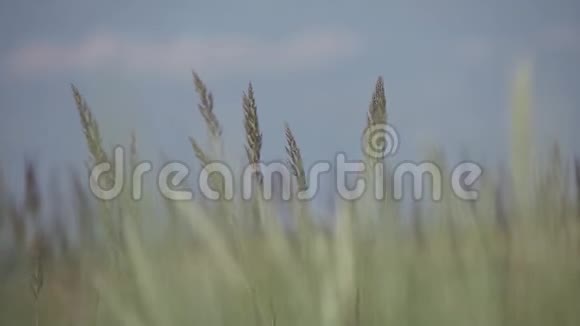 绿色和黄色的草耳在阳光明媚的田野里摇曳在大海里视频的预览图