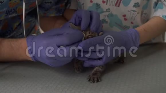 为兽医诊所的小猫清洗眼睛视频的预览图
