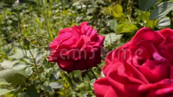 夏天花园里美丽的红玫瑰晴天视频的预览图
