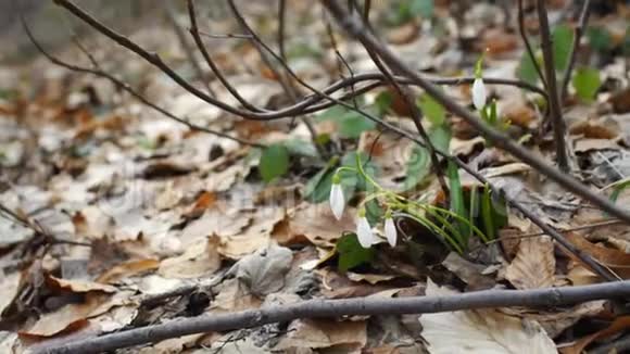 大自然中第一朵春花白色的雪花在树林里视频的预览图