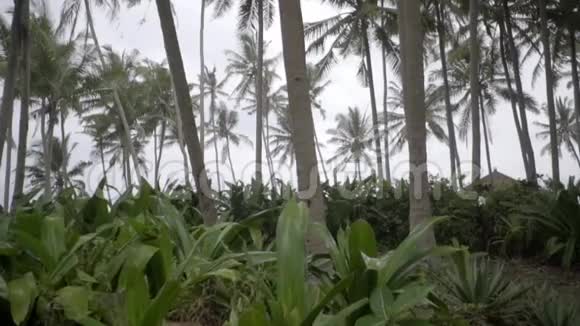 美丽的慢动作丛林高大的棕榈树美丽的热带森林视频的预览图
