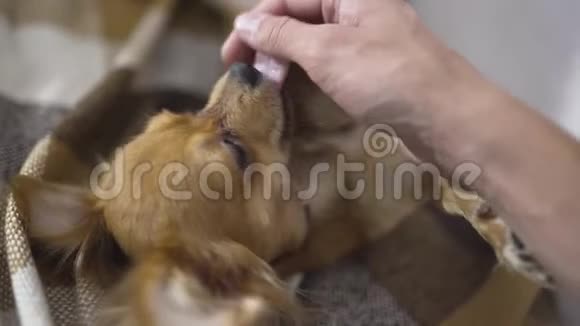 可爱的滑稽狗吉娃娃睡在格子布上一个人手抚摸一只困的宠物视频的预览图