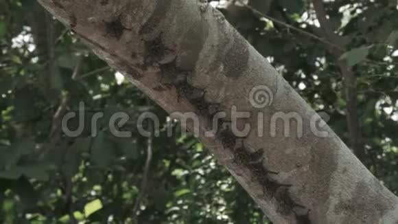 树枝下的野生蝙蝠视频的预览图