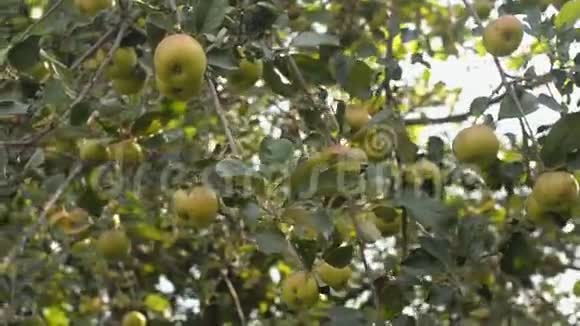 农村果园里美丽可口的苹果视频的预览图