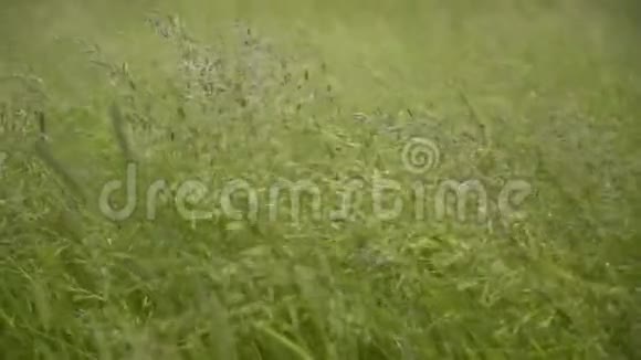 美丽的小草在风中自由移动视频的预览图