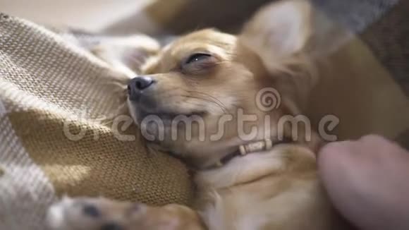 可爱的滑稽狗吉娃娃睡在格子布上一个人手抚摸一只困的宠物视频的预览图
