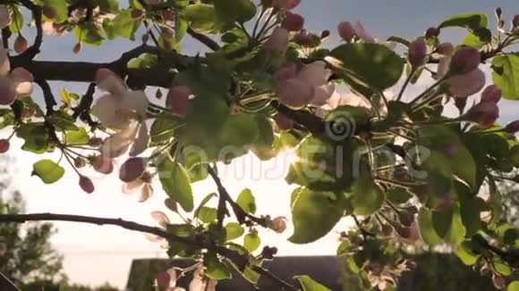盛开的花苹果树随风而逝阳光透过它的叶子照耀视频的预览图