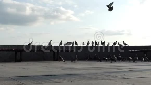 在苏洛莫的基辅一群和平的鸽子正在观察甲板上视频的预览图