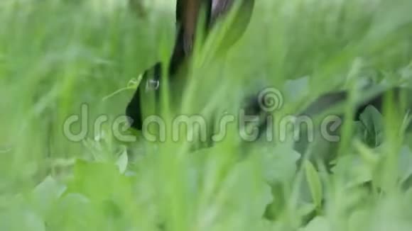 躲在草地上的兔子特写镜头视频的预览图