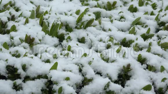 绿色的植物覆盖着白雪下雪与否晚冬会逢早春自然灾害视频的预览图