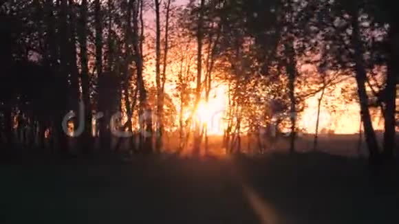 从道路上的树木的移动视图中可以看到日落的光线视频的预览图