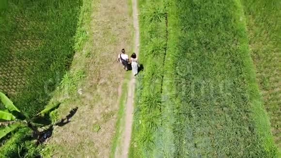 巴厘岛稻田梯田上4K无人机拍摄到度假游客在小路上行走视频的预览图