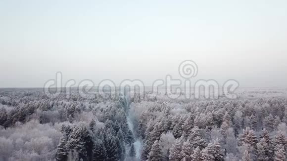 冬季野生森林照相机平稳地落下下雪视频的预览图