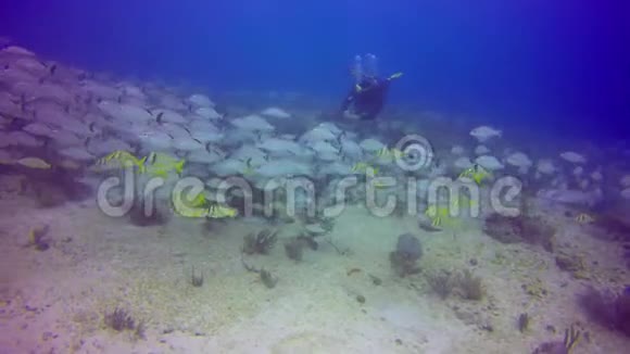 一鱼游过一个珊瑚礁附近的水域卡门视频的预览图
