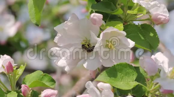 蜜蜂在盛开的白色和粉色苹果花中采集蜂蜜的特写镜头视频的预览图