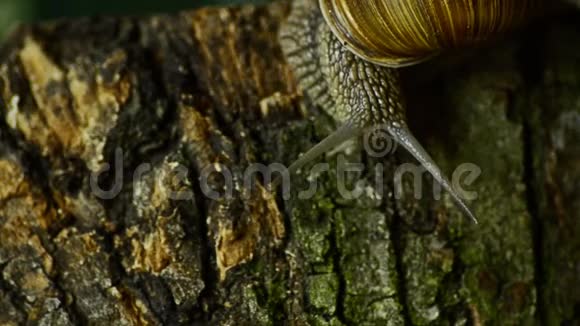 蜗牛沿着森林苔藓爬行蜗牛在森林里8视频的预览图