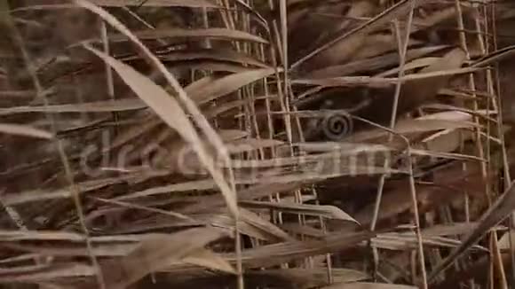 在雾蒙蒙的秋季天气中芦苇在风中摇曳慢动作特写视频的预览图
