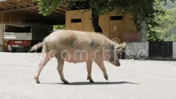 小猪走在路上乔治亚视频的预览图