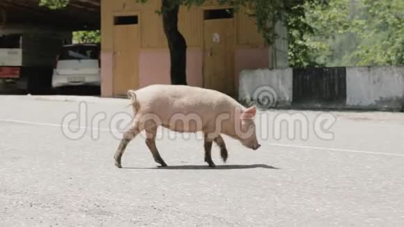 小猪走在路上乔治亚视频的预览图