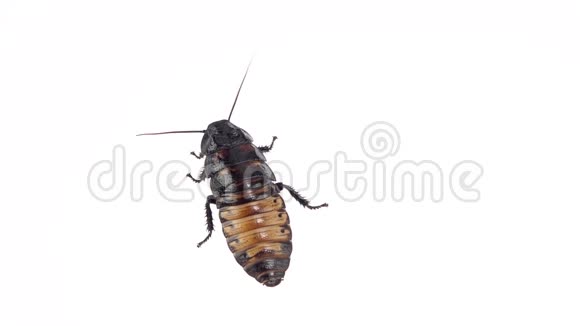蟑螂站在一个地方白色背景快关门慢动作视频的预览图