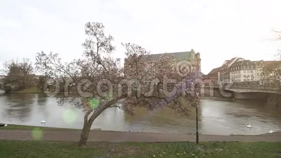 美丽的木兰树盛开着平静的伊河斯特拉斯堡视频的预览图