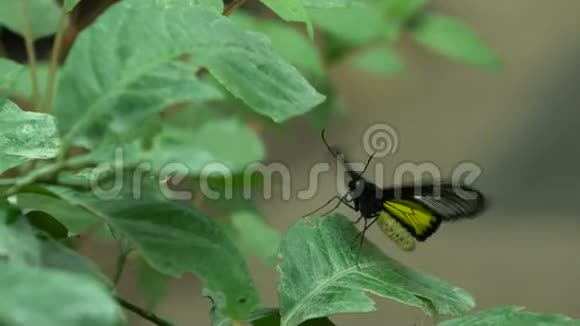 热带动物南亚美丽的外来蝴蝶昆虫学视频的预览图