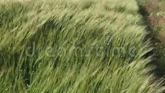 绿色麦田视频的预览图
