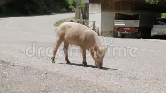 小猪走在路上乔治亚视频的预览图