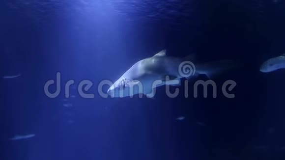 鲨鱼漂浮在水面上鲨鱼在浅水中寻找食物水中的彩色故障视频的预览图