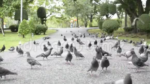 鸽子在人行道上行走和飞行视频的预览图