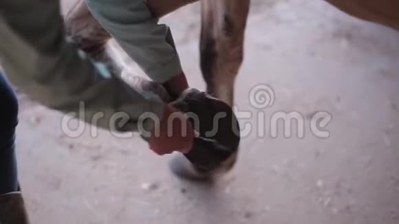 一位女性用特殊的刷子清理马蹄的特写镜头视频的预览图