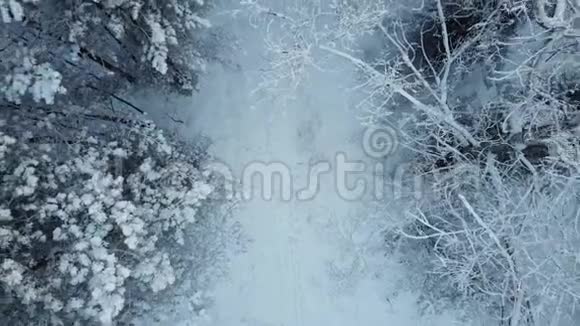 冬季森林摄像机沿着树木平稳地向上移动下雪了4K射击视频的预览图