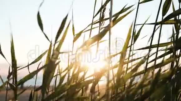 日落时太阳的射线穿过草地大海特写上的草地在摇晃视频的预览图