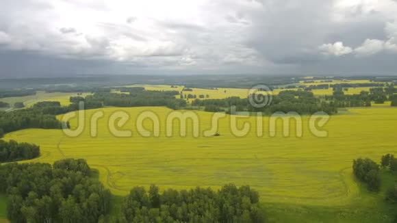 夏天在一片绿色的牧场上鸟瞰牛群多云的蓝天视频的预览图