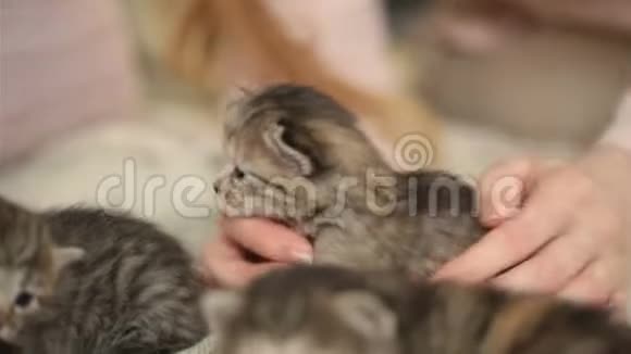 五只2周大的小猫一起玩可爱的2周大的小猫视频的预览图