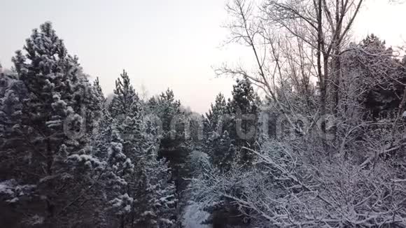 冬季森林镜头平稳地靠近树梢下雪了4K射击视频的预览图