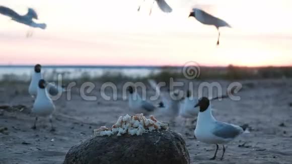 傍晚海鸥在海上的一块岩石上啄食面包海鸟吃诱惑游客视频的预览图