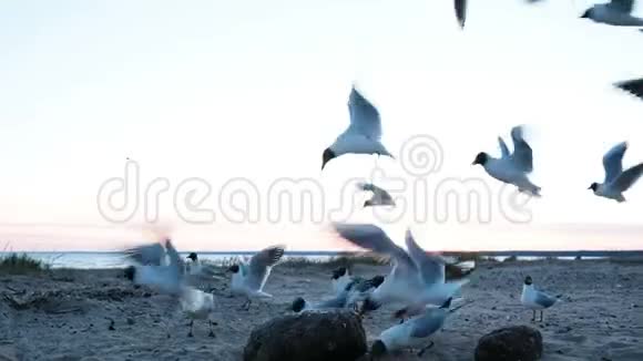 傍晚日落特写镜头时成群的海鸥迅速朝不同的方向飞向大海视频的预览图