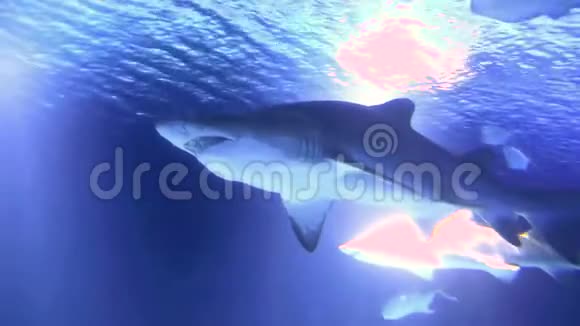 鲨鱼漂浮在水面上鲨鱼在浅水中寻找食物水中的彩色故障视频的预览图