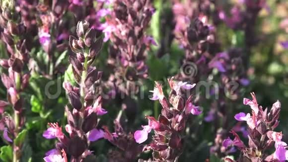 紫薇花生长在田野里开花丹参视频的预览图