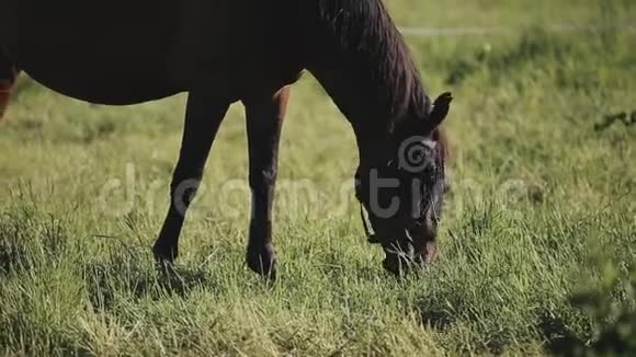 一匹正在吃草和嚼草的马近视视频的预览图