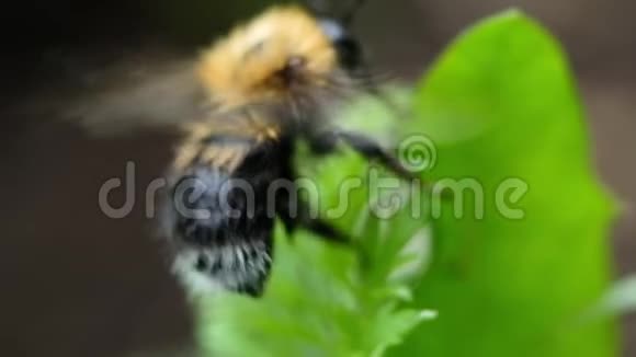 毛茸茸的大黄蜂用爪子紧贴腹部飞走了宏视频的预览图