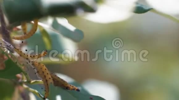 宏观摄影几只毛毛虫吃树叶子摇摆到风中视频的预览图