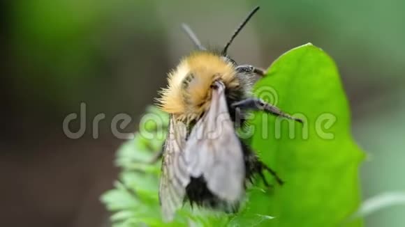 毛茸茸的大黄蜂正在清洗和剥爪腹部的绿色植物宏观缓慢的运动视频的预览图