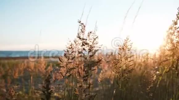 日落特写时海边的草在风中摇动夏季美丽的海景全景视频的预览图