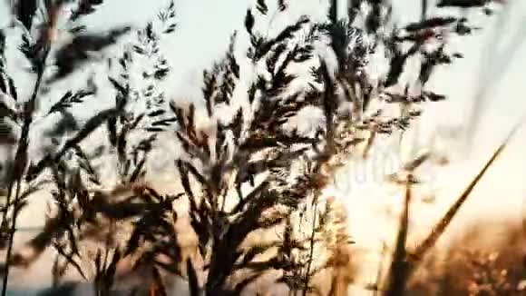 日落时在晴朗的天空背景下草地在阳光下摇动视频的预览图
