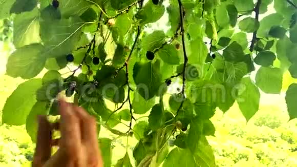 特写镜头雄手从树上摘桑莓视频的预览图
