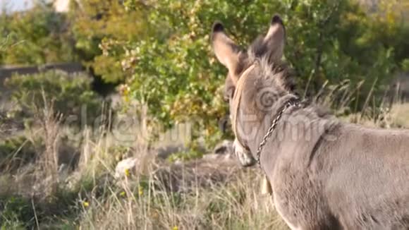 草地慢镜头里的驴子视频的预览图