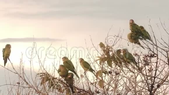 哥斯达黎加的一群野生鹦鹉栖息在一棵树上视频的预览图