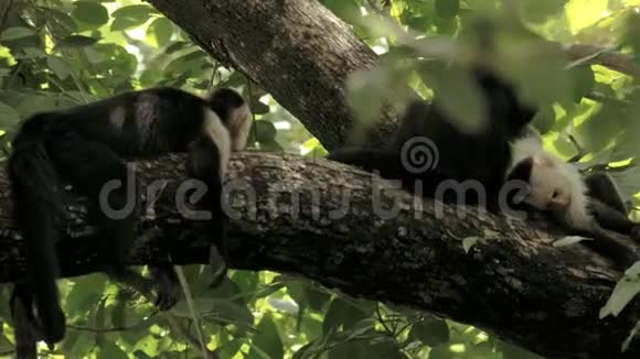 野生哥斯达黎加白色面对猴子视频的预览图
